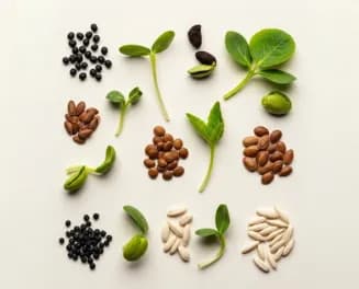 Семена и саженцы