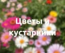 Садовые цветы и кустарники