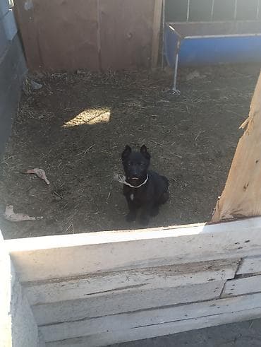 Бельгийская овчарка, 2 месяца, Самец, С родословной at lalafo.kg Бельгийская овчарка, 2 месяца, Самец, С родословной