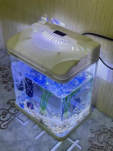 Аквариумдар: В подарок: рыбка 🐠 и корм (хватит примерно на год). В комплекте lalafo.kg да — 1 Аквариумдар: В подарок: рыбка 🐠 и корм (хватит примерно на год). В комплекте — 1