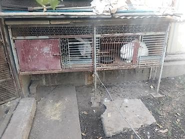 Продаю Крольчатники Металлические Двухъярусные Размеры: 0,79 см × at lalafo.kg Продаю Крольчатники Металлические Двухъярусные Размеры: 0,79 см ×