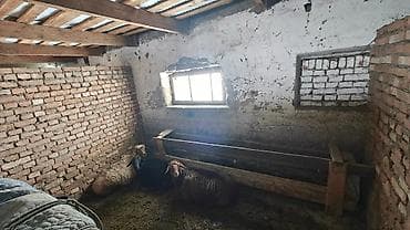 Требуется Скотник, Оплата: Ежемесячно at lalafo.kg Требуется Скотник, Оплата: Ежемесячно