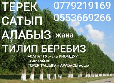 Терек САТЫП алабыз Жана тилебиз пилорама кызматтары бар at lalafo.kg Терек САТЫП алабыз Жана тилебиз пилорама кызматтары бар