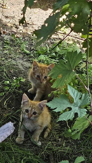 Рыжие котята — в добрые руки at lalafo.kg Рыжие котята — в добрые руки