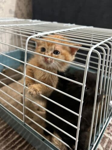 Кошка даром: Беспородная, 3 месяца, Девочка at lalafo.kg Кошка даром: Беспородная, 3 месяца, Девочка