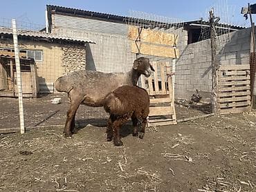 Продаю | Овца (самка) | Арашан | Для разведения | Матка at lalafo.kg Продаю | Овца (самка) | Арашан | Для разведения | Матка
