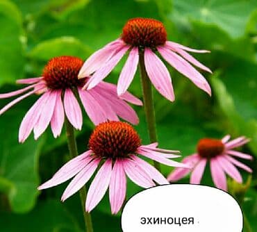 Саженцы цветка: Самовывоз at lalafo.kg Саженцы цветка: Самовывоз