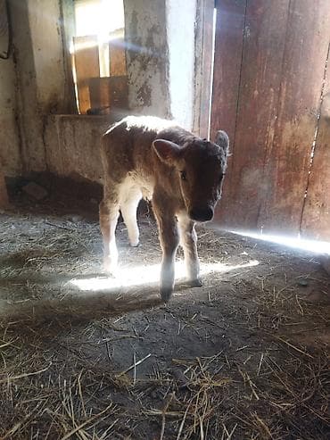 Продаю | Бык (самец) | Для молока at lalafo.kg Продаю | Бык (самец) | Для молока