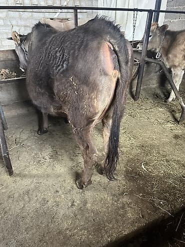 Продаю | Бык (самец) | Для разведения | Привязанные at lalafo.kg Продаю | Бык (самец) | Для разведения | Привязанные