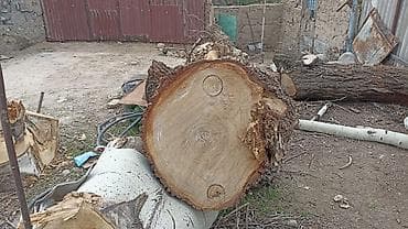 Дрова Тополь, Самовывоз at lalafo.kg Дрова Тополь, Самовывоз