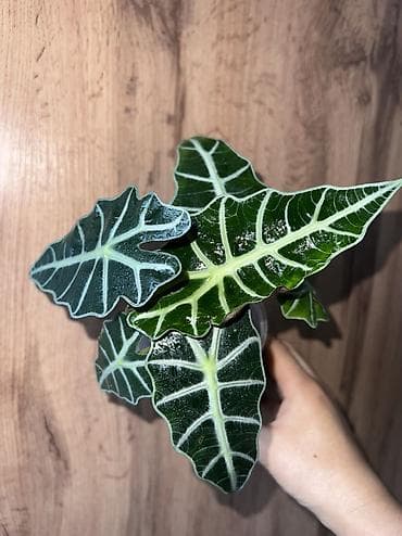 Алоказия ‘Полли’ (Alocasia ‘Polly’) в прозрачном стакане. С at lalafo.kg Алоказия ‘Полли’ (Alocasia ‘Polly’) в прозрачном стакане. С