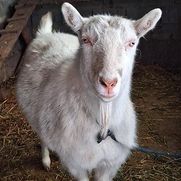 Продаю | Коза (самка) | Для молока at lalafo.kg Продаю | Коза (самка) | Для молока