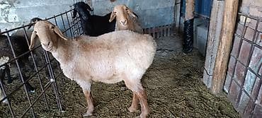 Продаю | Овца (самка) | Для разведения | Матка at lalafo.kg Продаю | Овца (самка) | Для разведения | Матка