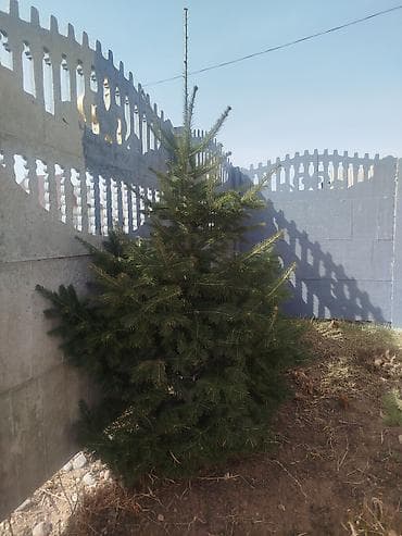 Продаётся Ёлка.Высата 1,80 сена 2500 at lalafo.kg Продаётся Ёлка.Высата 1,80 сена 2500