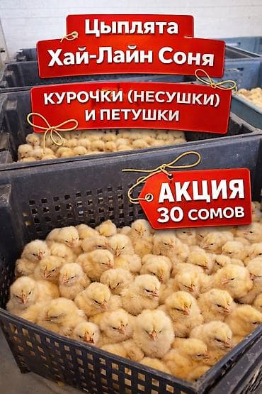 Продаю | Цыплята | Хай-Лайн Соня Грей | На забой, Для разведения, Несушки at lalafo.kg Продаю | Цыплята | Хай-Лайн Соня Грей | На забой, Для разведения, Несушки