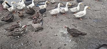 Домашние утки и мускусные утки (индоутки) - Породы: белые домашние at lalafo.kg Домашние утки и мускусные утки (индоутки) - Породы: белые домашние