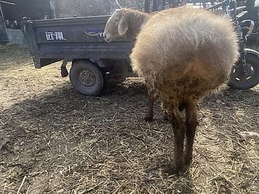 Продаю | Баран (самец) | Арашан at lalafo.kg Продаю | Баран (самец) | Арашан