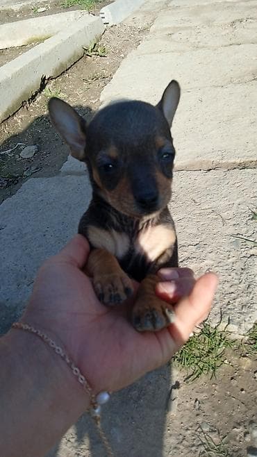 Чихуахуа, 2 месяца, Самец at lalafo.kg Чихуахуа, 2 месяца, Самец