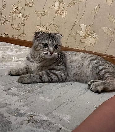 Шотландский вислоухий котёнок (Scottish Fold), окрас серебристый at lalafo.kg Шотландский вислоухий котёнок (Scottish Fold), окрас серебристый