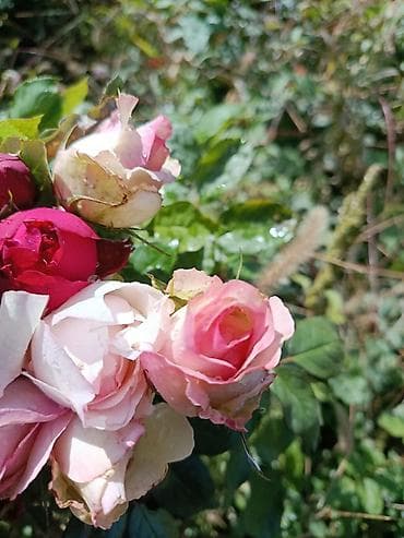 ТОЛЬКО ОПТОМ КОРНИ РОЗ ПОКА ЕСТЬ АССОРТИМЕНТ Садовые розы – микс at lalafo.kg — 4 ТОЛЬКО ОПТОМ КОРНИ РОЗ ПОКА ЕСТЬ АССОРТИМЕНТ Садовые розы – микс — 4