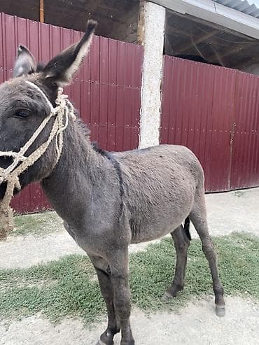 Осёл рабочий эркек эшек сатылат 2жаш кулук кой жоргосу бар жош акыркы at lalafo.kg — 3 Осёл рабочий эркек эшек сатылат 2жаш кулук кой жоргосу бар жош акыркы — 3