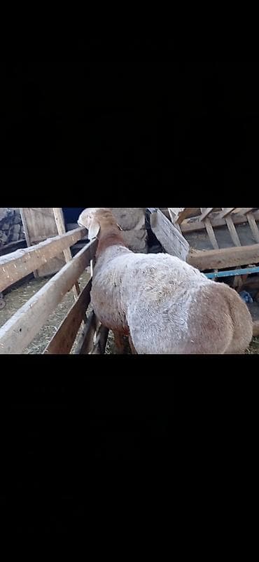 Продаю | Овца (самка) | Арашан | Для разведения | Племенные at lalafo.kg Продаю | Овца (самка) | Арашан | Для разведения | Племенные