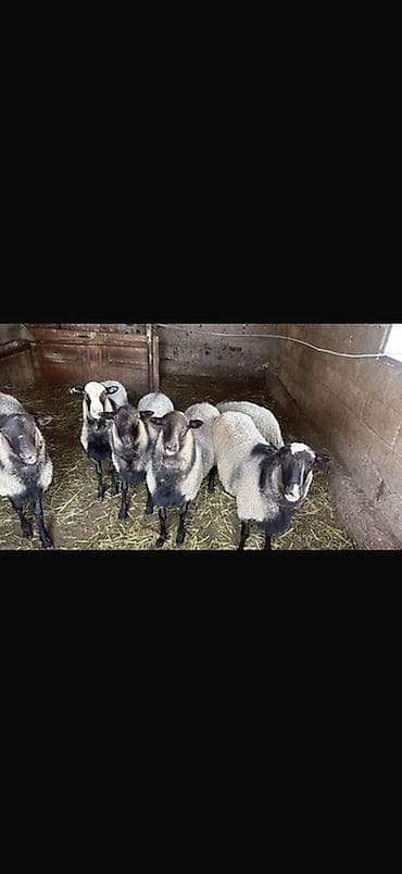 Продаю | Овца (самка) | Для разведения at lalafo.kg Продаю | Овца (самка) | Для разведения