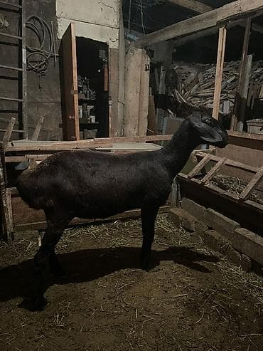 Продаю | Овца (самка) | Арашан | Для разведения at lalafo.kg Продаю | Овца (самка) | Арашан | Для разведения