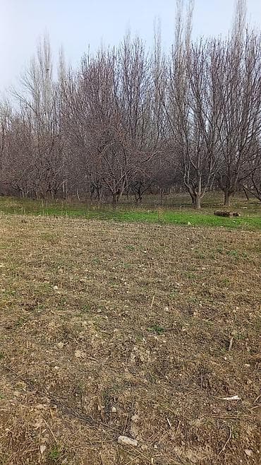 15 соток, Для сельского хозяйства at lalafo.kg 15 соток, Для сельского хозяйства