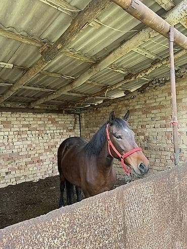 Продаю | Кобыла (самка) | Полукровка | Для разведения at lalafo.kg Продаю | Кобыла (самка) | Полукровка | Для разведения