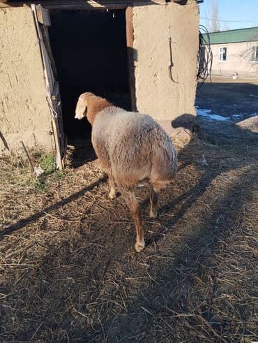 Продаю | Баран (самец) | Для разведения at lalafo.kg Продаю | Баран (самец) | Для разведения