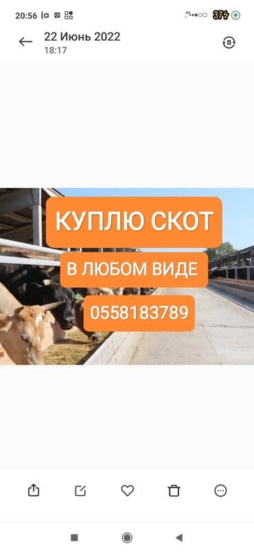 Куплю | Коровы, быки, Лошади, кони at lalafo.kg Куплю | Коровы, быки, Лошади, кони