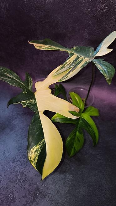 Филодендрон Magic Mask (вариегатный сорт) Укоренённые черенки уже с at lalafo.kg Филодендрон Magic Mask (вариегатный сорт) Укоренённые черенки уже с