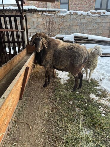 Ковролин: Сатам | Кочкор (эркек) | Союуга lalafo.kg да — 2 Ковролин: Сатам | Кочкор (эркек) | Союуга — 2