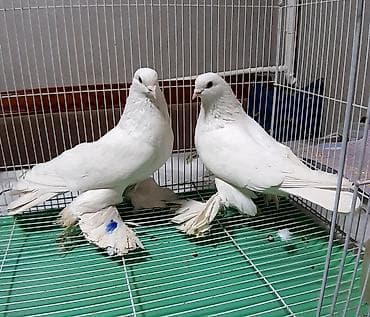 Северокавказские голуби, самцы 2000 сом штука. Бакинские по 300 сом at lalafo.kg Северокавказские голуби, самцы 2000 сом штука. Бакинские по 300 сом