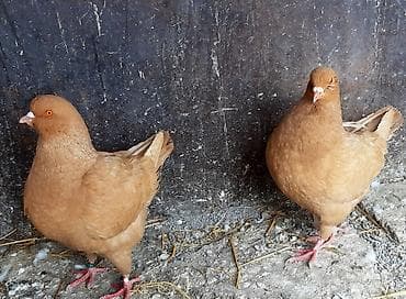 Кинги 2000 штука. Сиреневый голуб 1500 сом. Жёлтый игровые голубь at lalafo.kg Кинги 2000 штука. Сиреневый голуб 1500 сом. Жёлтый игровые голубь