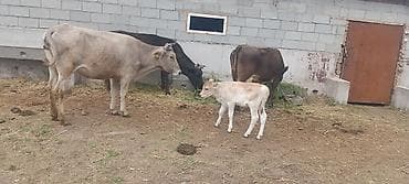Продаю | Корова (самка) | Для молока | После отела at lalafo.kg Продаю | Корова (самка) | Для молока | После отела