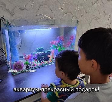 Аквариум-прекрасный подарок и детям и взрослым! Ваш собственный живой at lalafo.kg Аквариум-прекрасный подарок и детям и взрослым! Ваш собственный живой