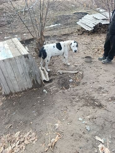 Собака крупного типа, белая с черными пятнами отдам даром в хорошие at lalafo.kg Собака крупного типа, белая с черными пятнами отдам даром в хорошие