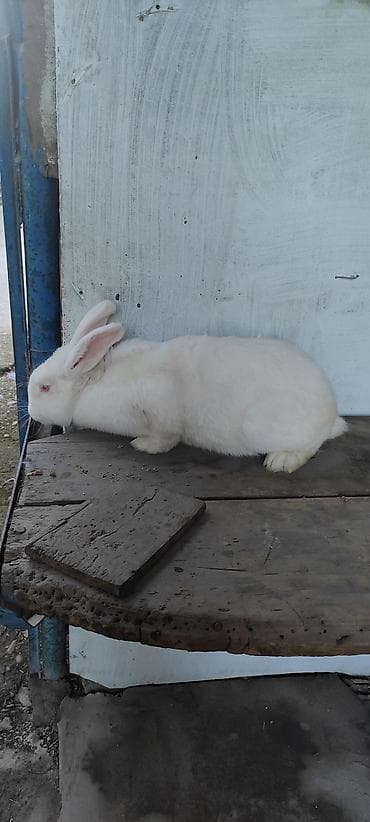 Продаю | Крольчиха (самка) | Белый великан | Для разведения at lalafo.kg Продаю | Крольчиха (самка) | Белый великан | Для разведения
