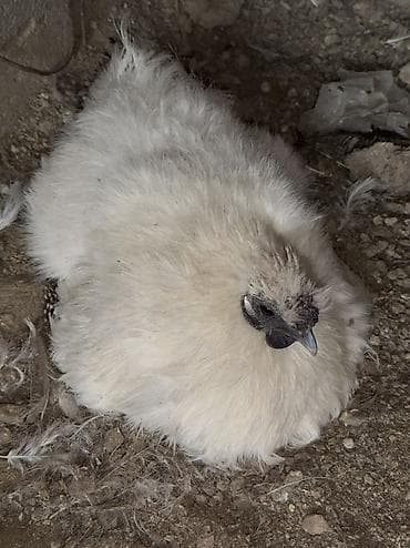 Продается квочка китайский шелк цена 2500 at lalafo.kg Продается квочка китайский шелк цена 2500