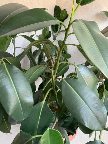 столы и стулья для зала в бишкеке: Продаю. И обмен на 2 большие женское счастье Высота 170 см Ширина- at lalafo.kg — 3 столы и стулья для зала в бишкеке: Продаю. И обмен на 2 большие женское счастье Высота 170 см Ширина- — 3