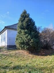 Саженцы деревьев: Ели, Самовывоз at lalafo.kg Саженцы деревьев: Ели, Самовывоз