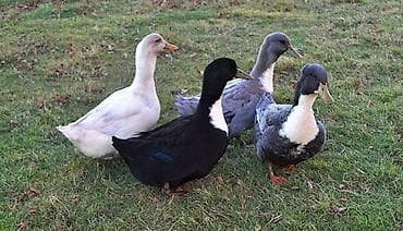 Голубой фаворит утки Крупные 72 головы в наличии уже начали нестись at lalafo.kg Голубой фаворит утки Крупные 72 головы в наличии уже начали нестись