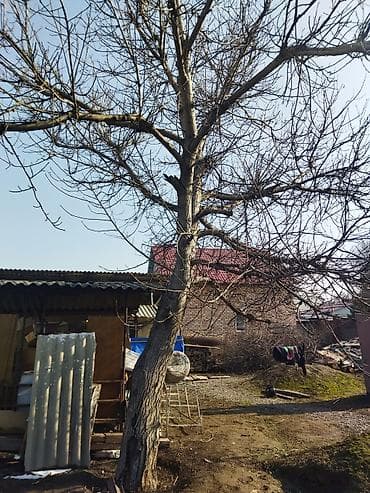 Плодовое дерево (орех грецкий), взрослое Описание: - Крупное at lalafo.kg Плодовое дерево (орех грецкий), взрослое Описание: - Крупное