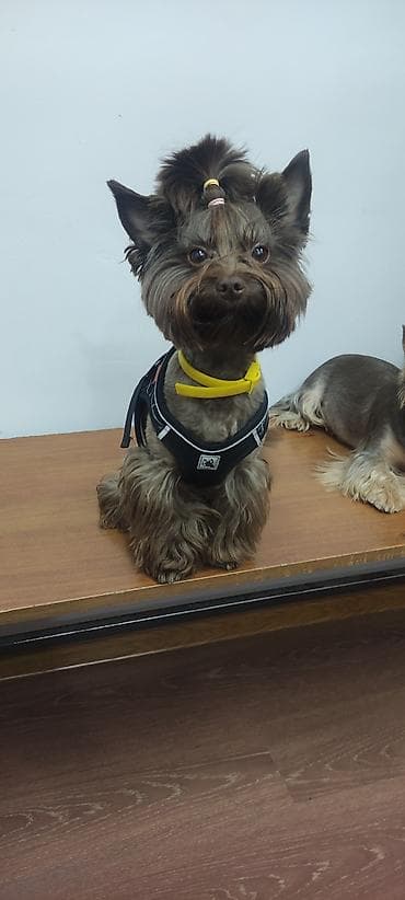 Вязка: Йоркширский терьер, Самец, 2 года at lalafo.kg Вязка: Йоркширский терьер, Самец, 2 года