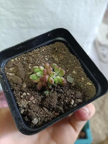 Суккуленты в квадратных пластиковых горшочках 7×7 см от 200 сом - at lalafo.kg Суккуленты в квадратных пластиковых горшочках 7×7 см от 200 сом -