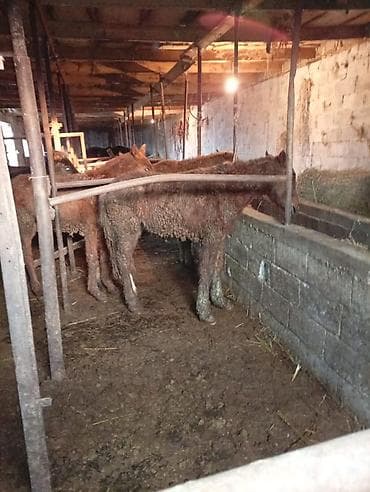 Продаю | Жеребенок | Для разведения | Племенные at lalafo.kg Продаю | Жеребенок | Для разведения | Племенные