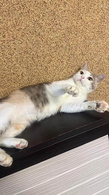 Ищет дом кошечка Катька Катьке около года — самый идеальный возраст at lalafo.kg — 5 Ищет дом кошечка Катька Катьке около года — самый идеальный возраст — 5