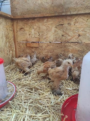 Продаю цыплят брамы по 400с им уже больше месяца at lalafo.kg Продаю цыплят брамы по 400с им уже больше месяца
